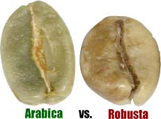 Robusta