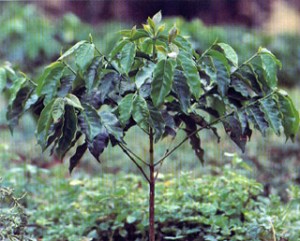 caffe arabica Arabica