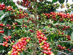 Robusta