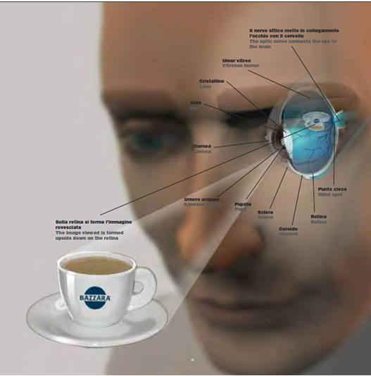 Caratteristiche sensoriali nella tazzina di caffè